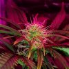 Day 37 Bud shot 1.jpg