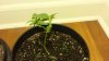 20131121_215244.jpg 20131121_215244.jpg