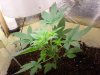 Marijuana 002.jpg