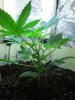 Marijuana 003.jpg