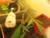 new babys 003.jpg