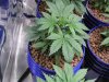 grow1025.jpg