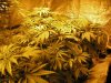 grow1107.jpg