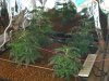 DSC00905.jpg