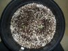 White Widow Grow 001.jpg