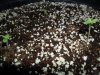 White Widow Grow 006.jpg