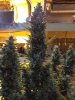 IMG_0904.jpg IMG_0904.jpg