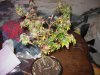 IMG_1179.jpg IMG_1179.jpg