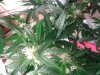 IMG_20131124_032401.jpg