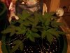 PineappleChunkML3.jpg