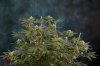 Quantum Kush @ 4 weeks (1 of 13).jpg