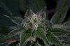 Quantum Kush @ 4 weeks (6 of 13).jpg