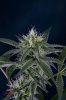 Quantum Kush @ 4 weeks (9 of 13).jpg