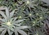 Grow2-wk15-Day105-wk4-Day28-Flower-5.jpg