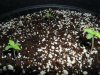 White Widow Grow 008.jpg
