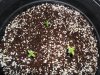 White Widow Grow 009.jpg
