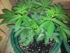 PineappleChunkML2.jpg