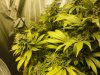 Super Skunk 5.jpg Super Skunk 5.jpg