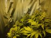 Super skunk 7.jpg Super skunk 7.jpg