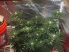 DSCF1907.jpg DSCF1907.jpg