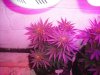DSCF4777.jpg