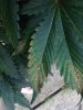 IMG_0178.jpg
