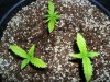 White Widow Grow 030.jpg