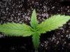 White Widow Grow 032.jpg