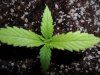 White Widow Grow 033.jpg