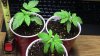 KnC 2 wk old from seed plant (1).jpg KnC 2 wk old from seed plant (1).jpg