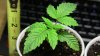 KnC 2 wk old from seed plant (2).jpg
