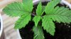KnC 2 wk old from seed plant (6).jpg
