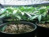 grow.jpg grow.jpg