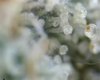 Bloodwreck trichomes.jpg Bloodwreck trichomes.jpg