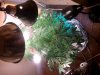 IMG_20131202_150135.jpg