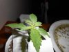 DSCN4754.jpg