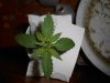 DSCN4755.jpg