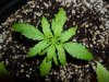 White Widow Grow 063.jpg
