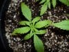 White Widow Grow 062.jpg