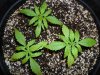 White Widow Grow 060.jpg