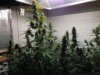 grow1.jpg