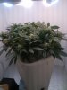 11-27 thick canopy.jpg