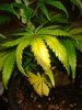 DSC04011.jpg
