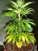 DSC04010.jpg