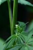 Plant 2 #1.jpg