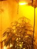 new light, bud 004.jpg
