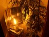 new light, bud 003.jpg