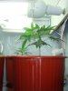 DSC00717.jpg
