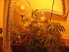 IMG_2250.jpg