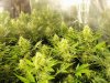 fast blast 35 days flower 005.jpg
